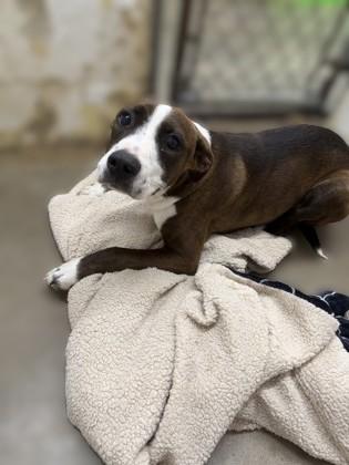 Enlarge Marie, a Adoptable mixed breed in Paducah, KY image 1/1