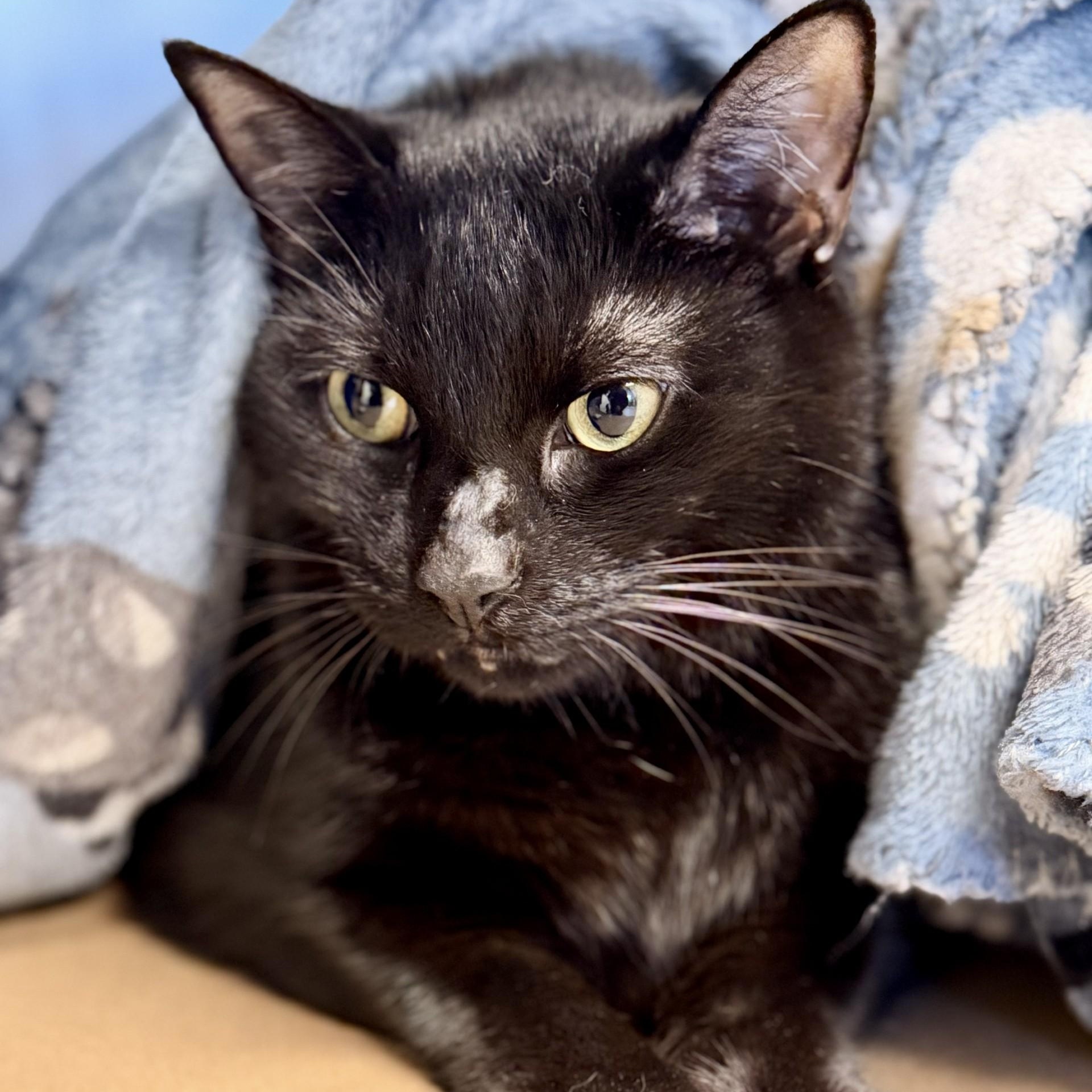 Enlarge Pepperoni, a Adoptable Domestic Short Hair in Manahawkin, NJ image 2/2