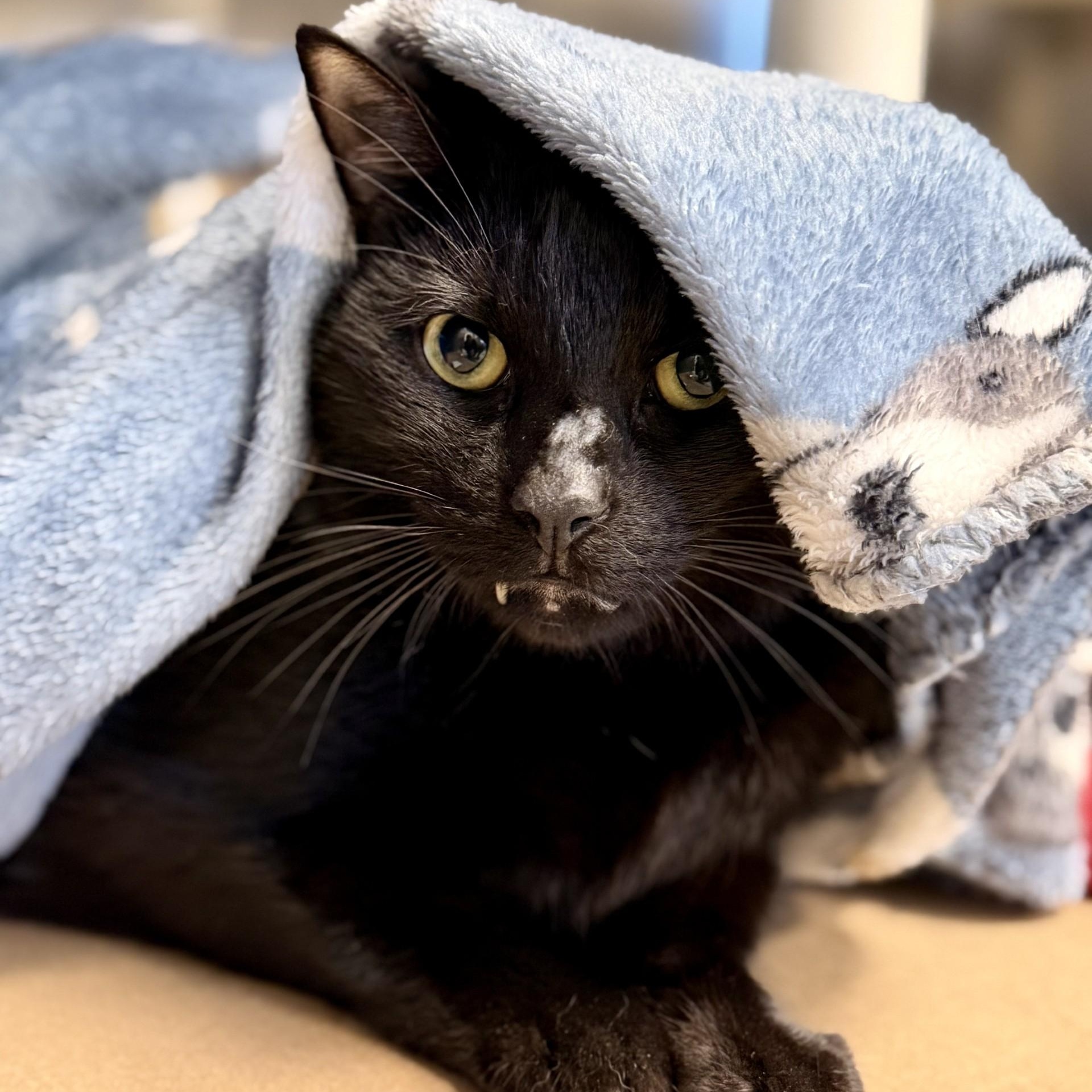 Pepperoni, Adoptable, Adult Male Domestic Short Hair.