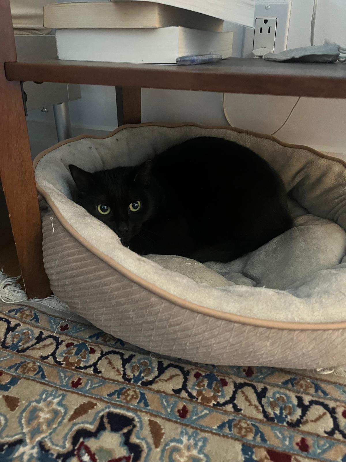 Michaela, a ADOPTABLE Domestic Short Hair in New York, NY image 5/5