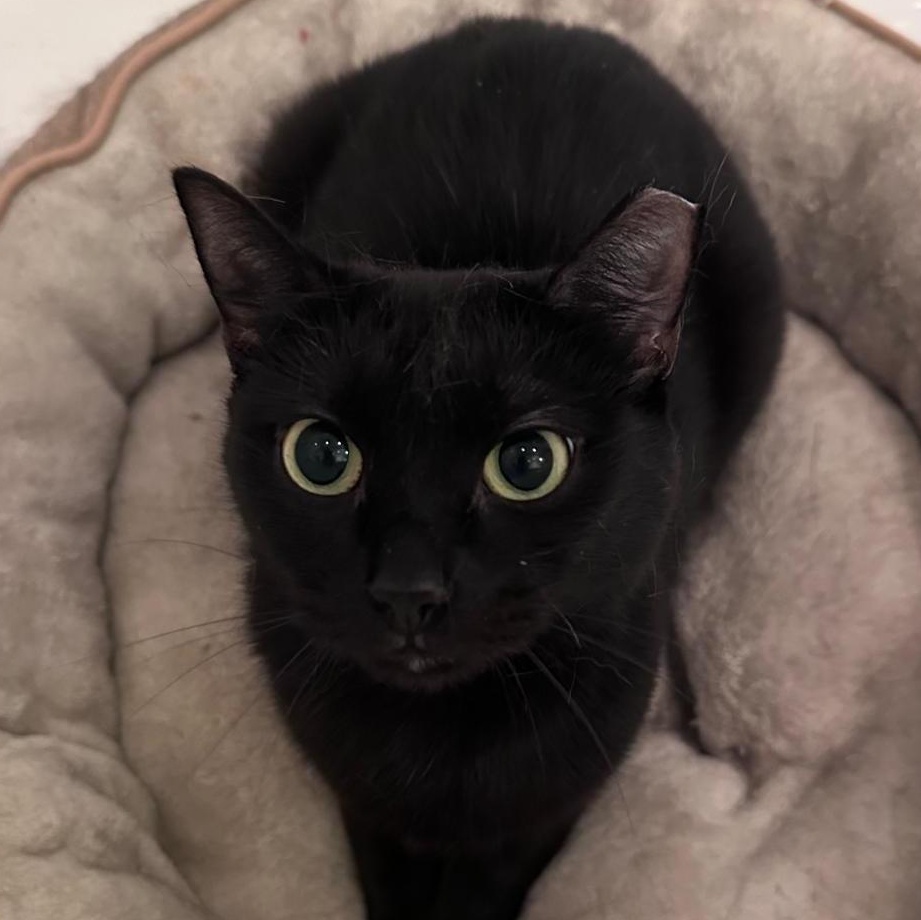 Michaela, a ADOPTABLE Domestic Short Hair in New York, NY image 1/5