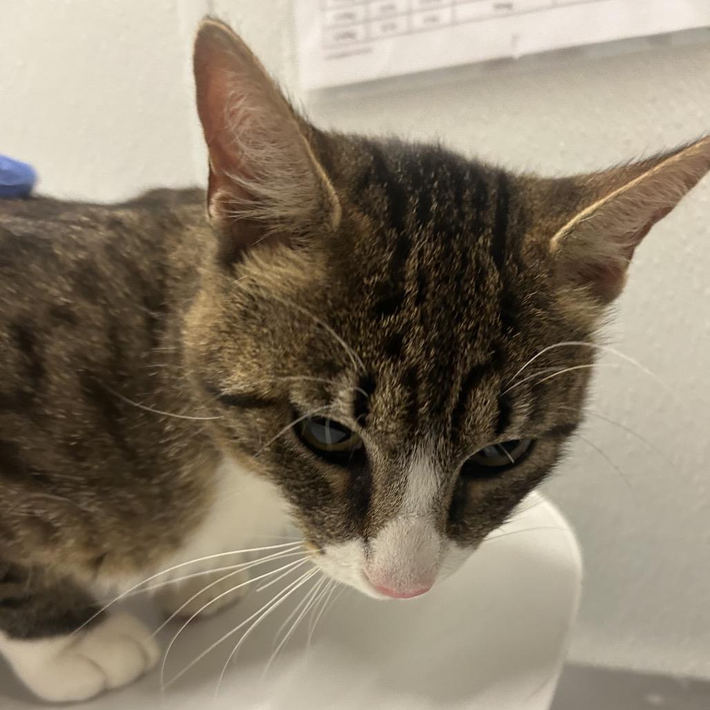 Cookie, Adoptable, Young Male Domestic Medium Hair.