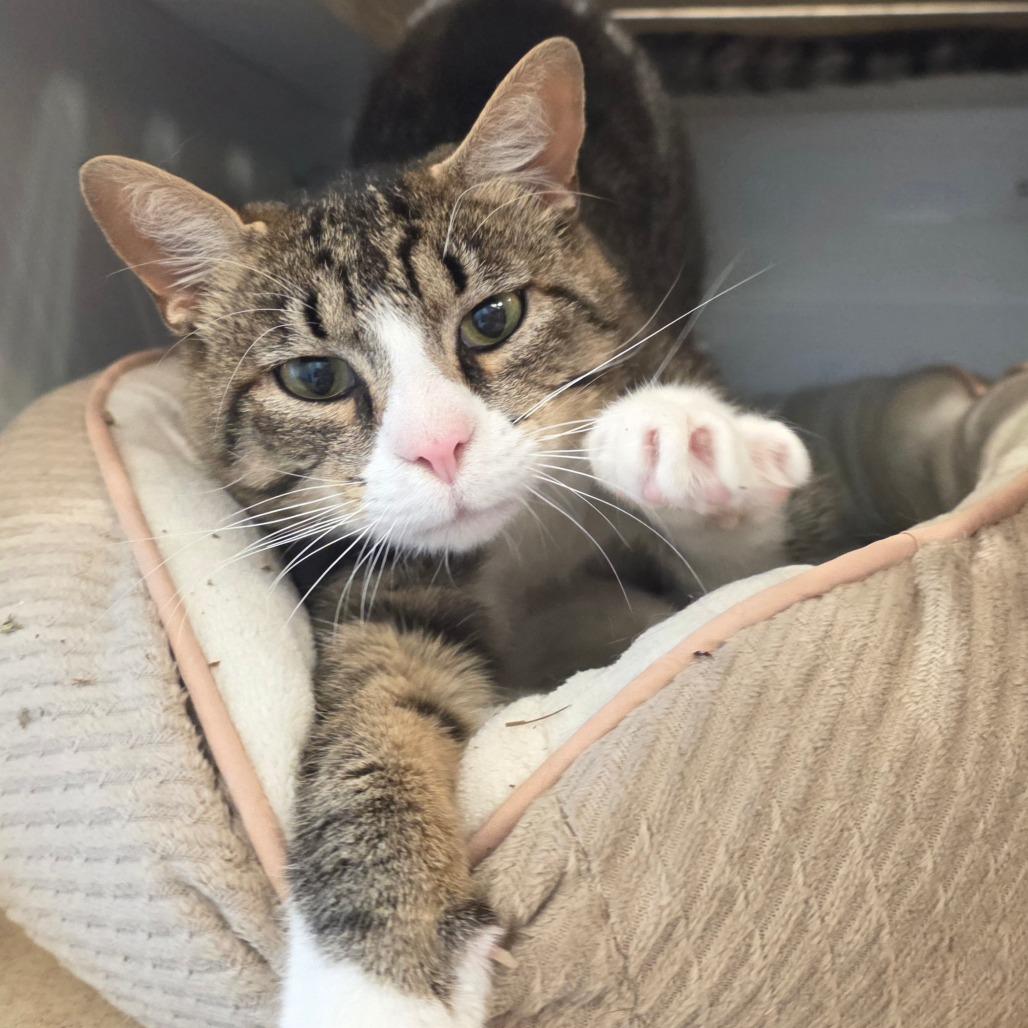 Cookie, a Adoptable Domestic Medium Hair in Park City, UT image 2/3
