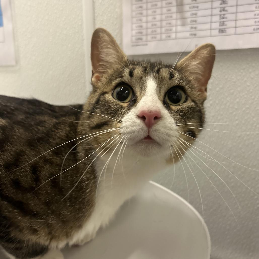 Cookie, a Adoptable Domestic Medium Hair in Park City, UT image 3/3