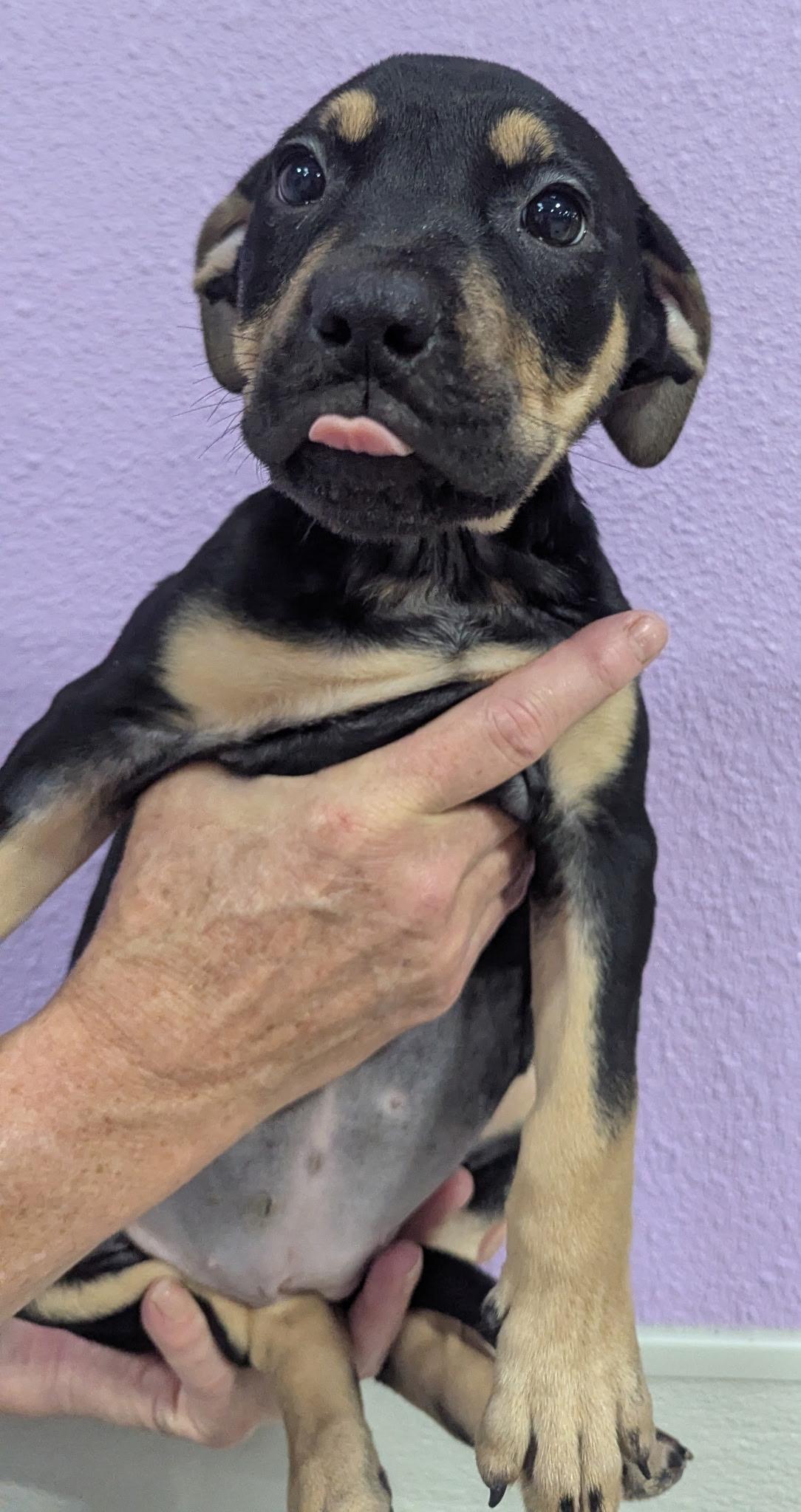 Heath, adopted, Puppy Female American Staffordshire Terrier.