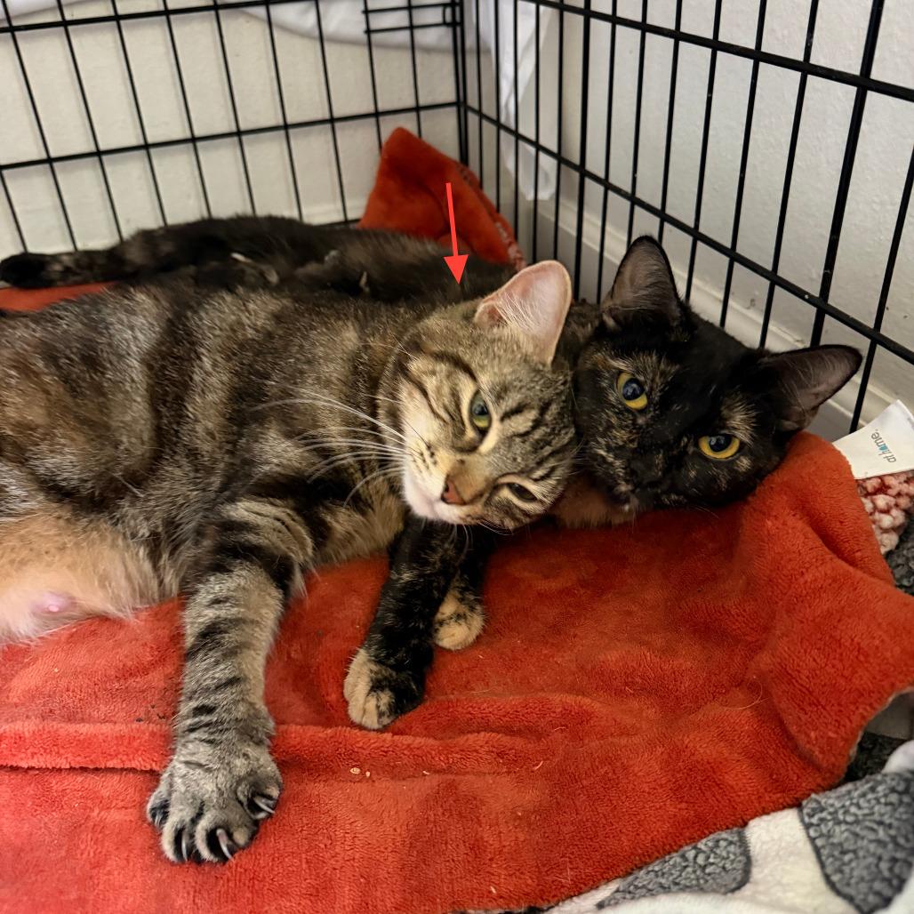 Enlarge Purl - Bonded to Knit, a Adoptable Domestic Short Hair in Middleton, WI image 1/3