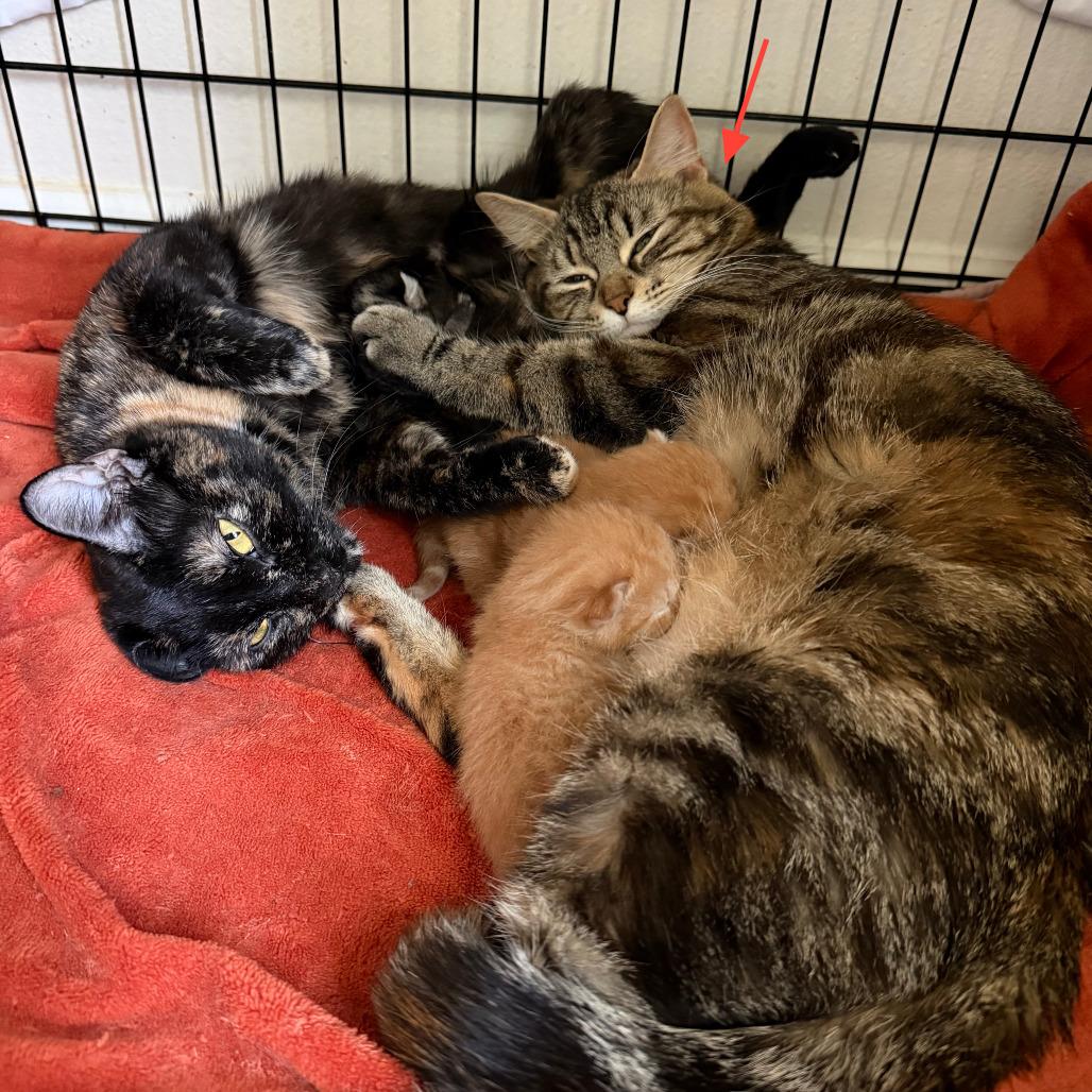 Enlarge Purl - Bonded to Knit, a Adoptable Domestic Short Hair in Middleton, WI image 2/3