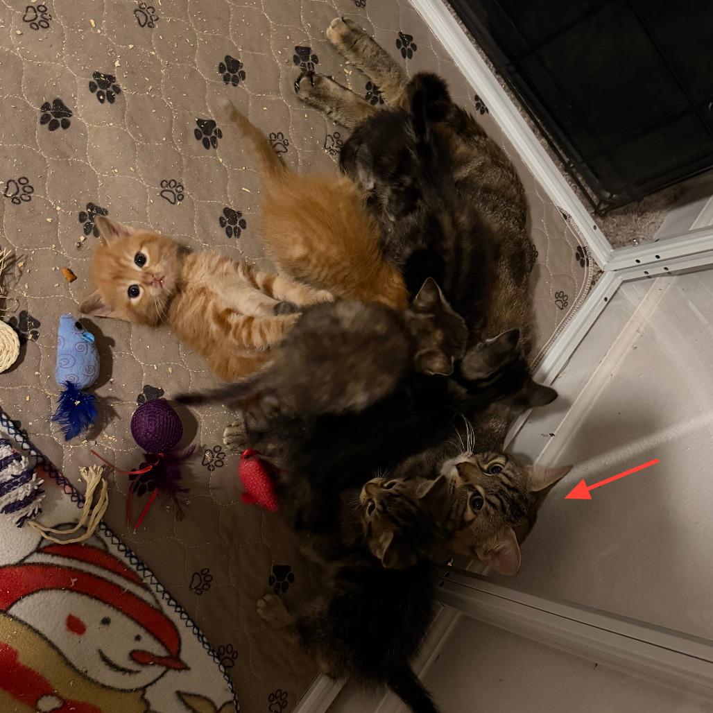 Enlarge Purl - Bonded to Knit, a Adoptable Domestic Short Hair in Middleton, WI image 3/3