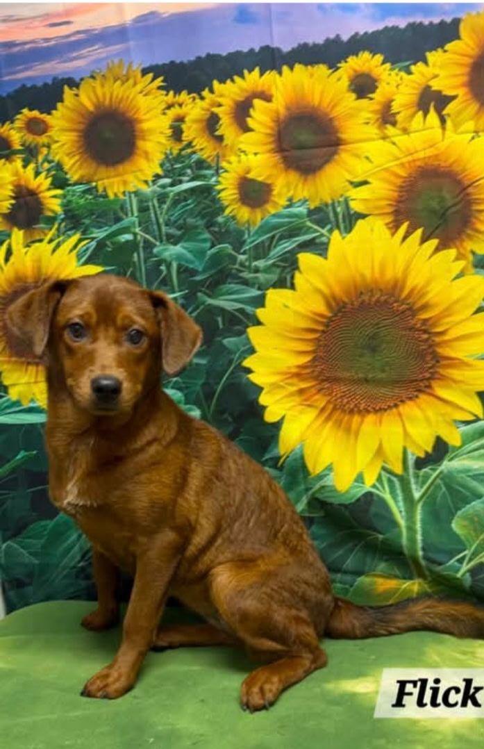 Enlarge Flick, a ADOPTABLE Mixed Breed in Urbana, OH image 1/1