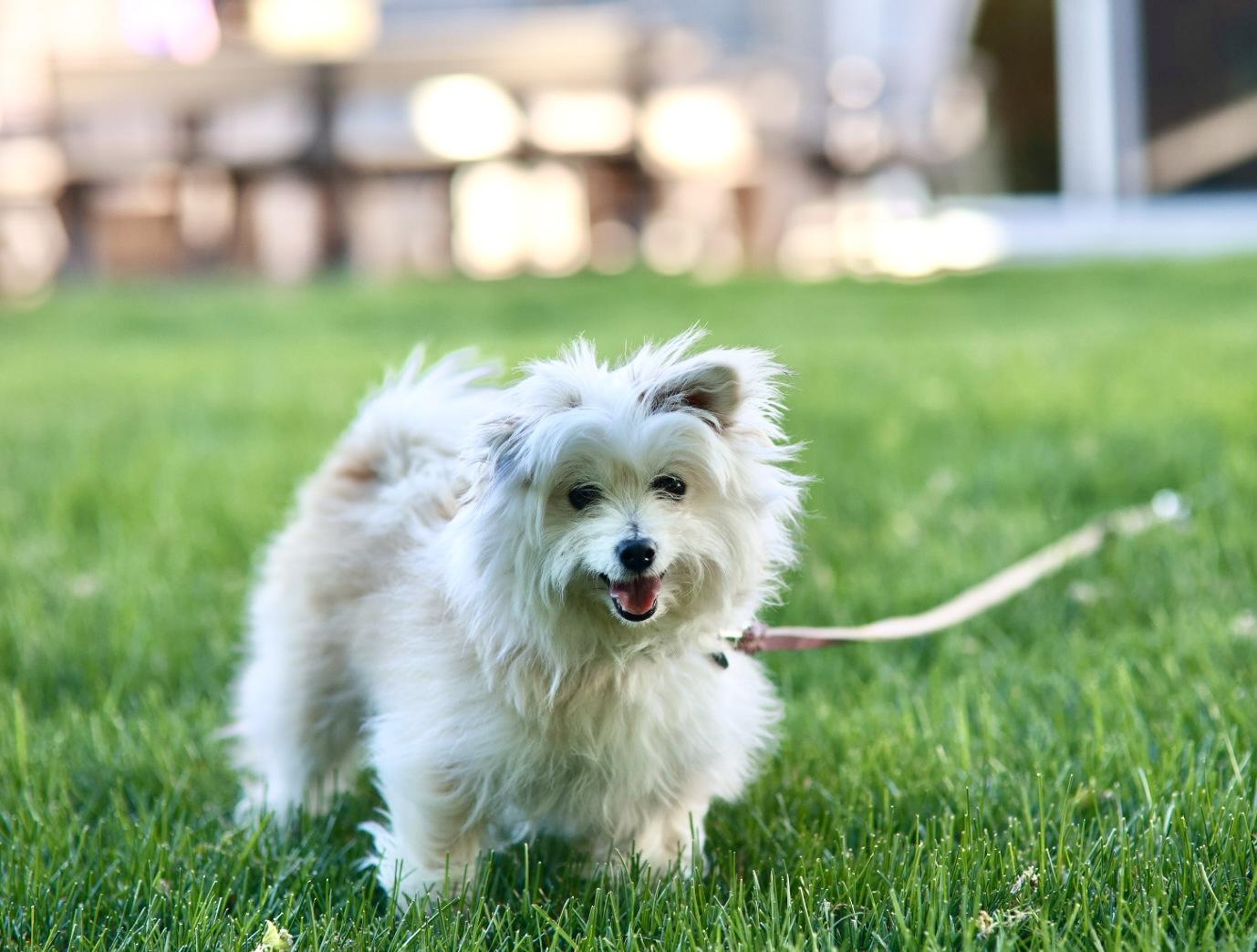 Belle, a ADOPTABLE mixed breed in Minneapolis, MN image 3/6