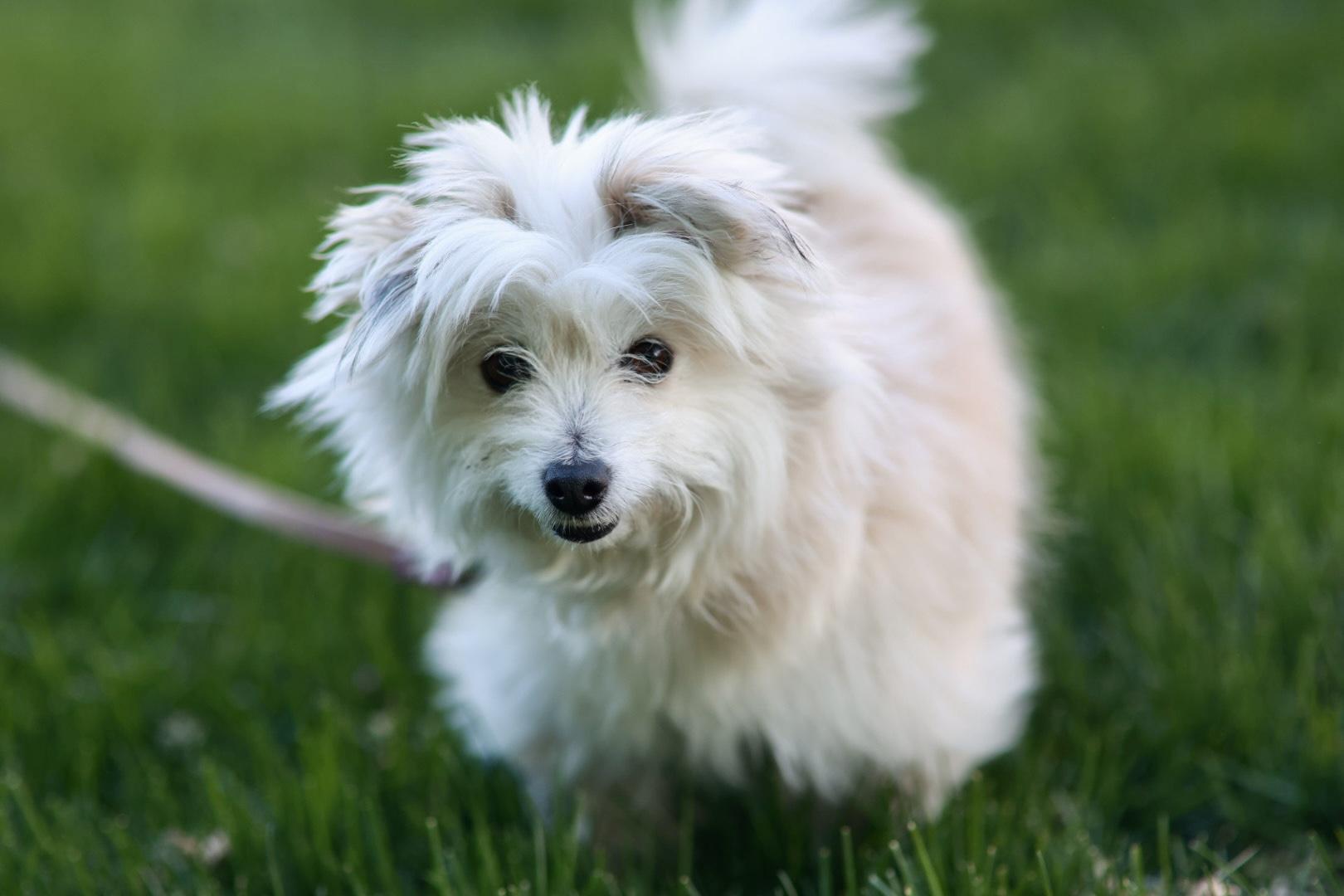 Belle, a ADOPTABLE mixed breed in Minneapolis, MN image 2/6