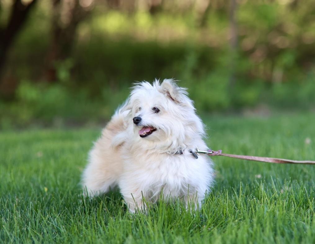 Belle, a ADOPTABLE mixed breed in Minneapolis, MN image 4/6