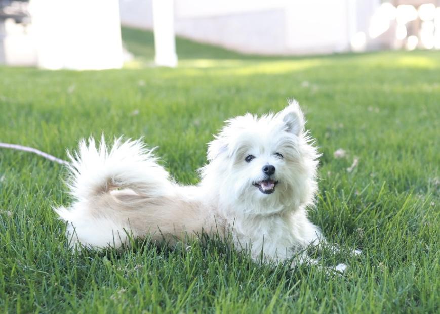 Belle, a ADOPTABLE mixed breed in Minneapolis, MN image 5/6