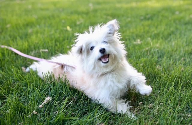 Belle, a ADOPTABLE mixed breed in Minneapolis, MN image 6/6
