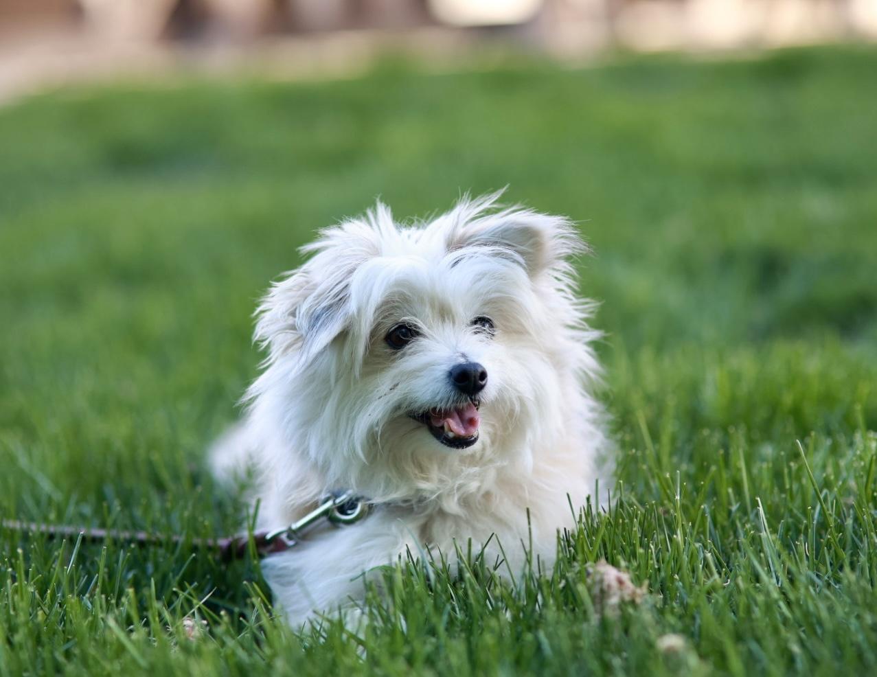 Belle, a ADOPTABLE mixed breed in Minneapolis, MN image 1/6
