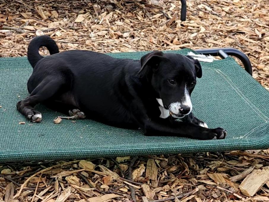 Enlarge Regina, a Adoptable mixed breed in Ringwood, NJ image 4/6