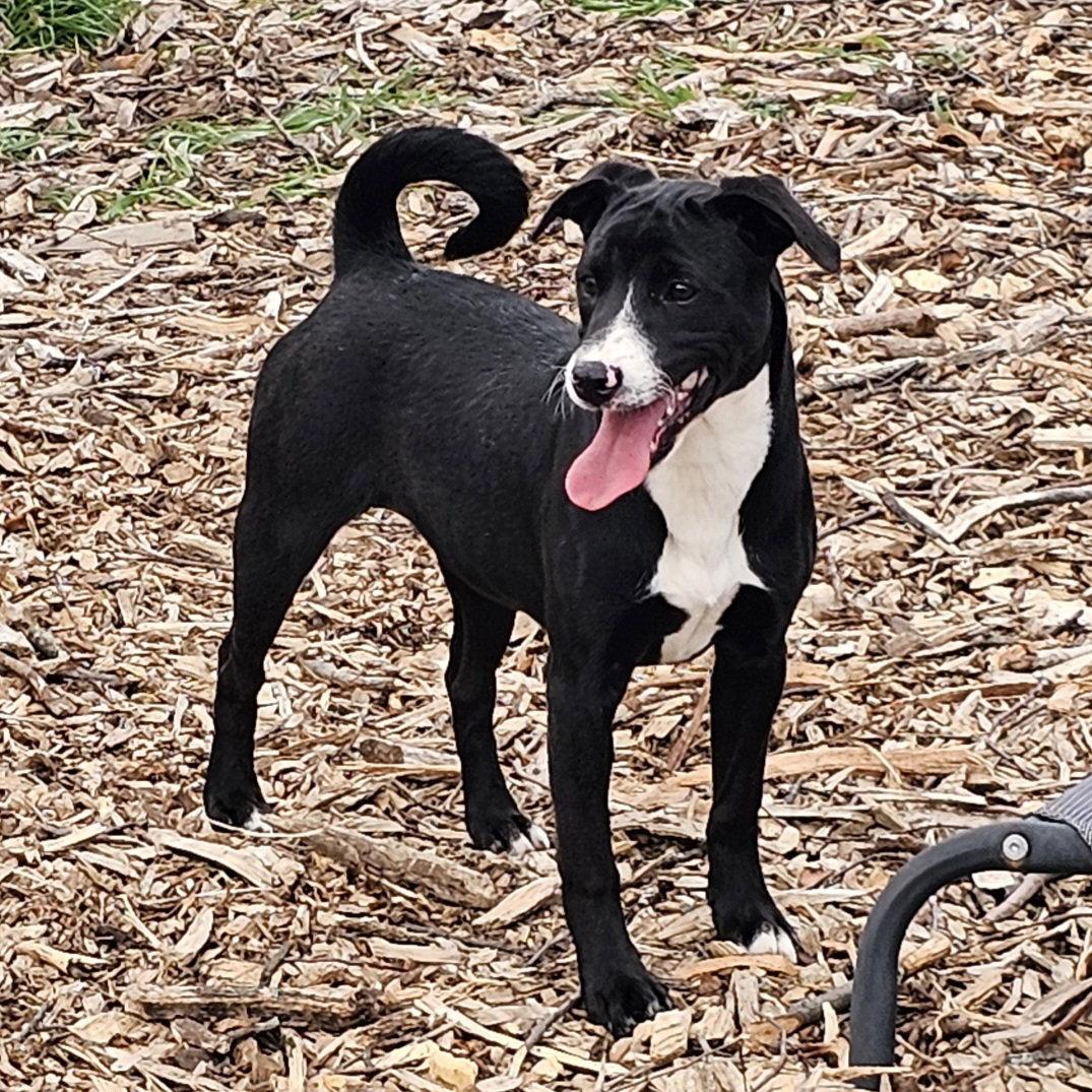 Regina, Adoptable, Puppy Female Feist & Labrador Retriever.