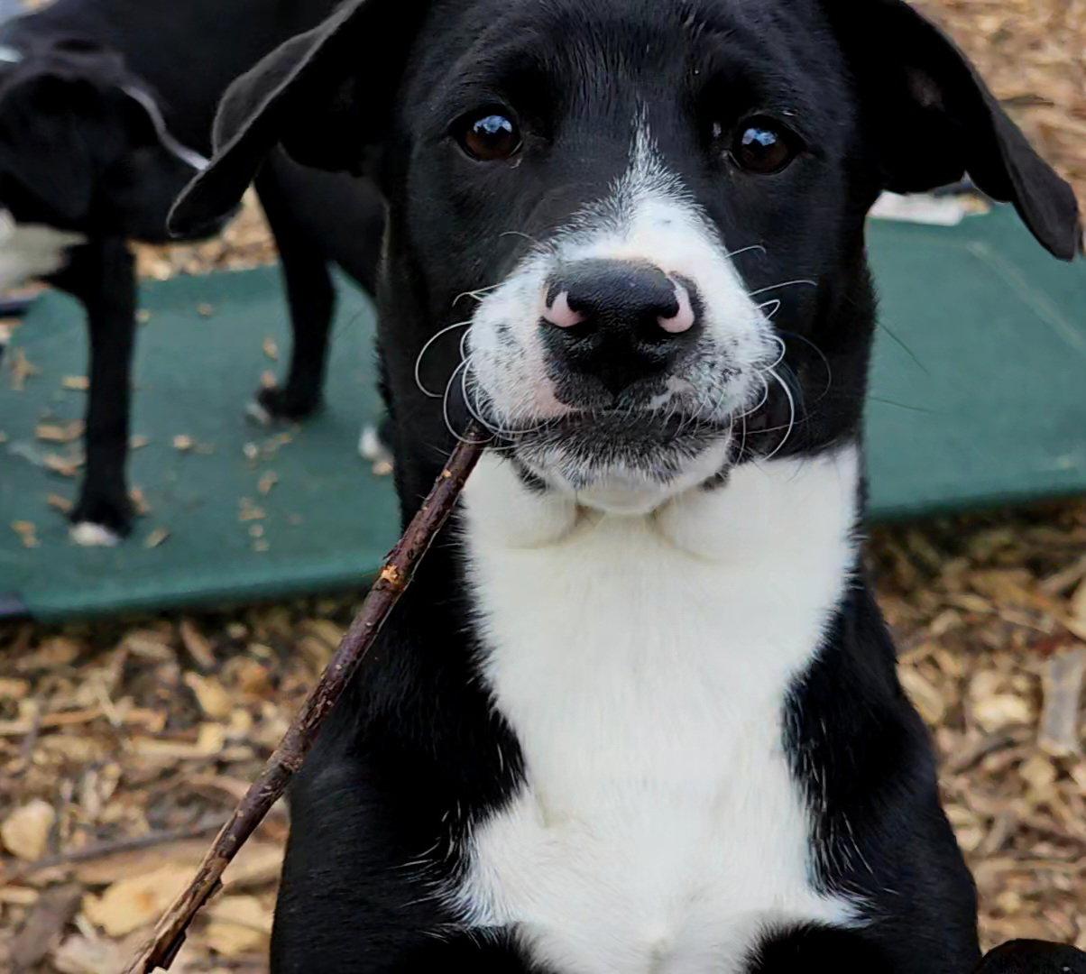 Regina, a Adoptable mixed breed in Ringwood, NJ image 2/3