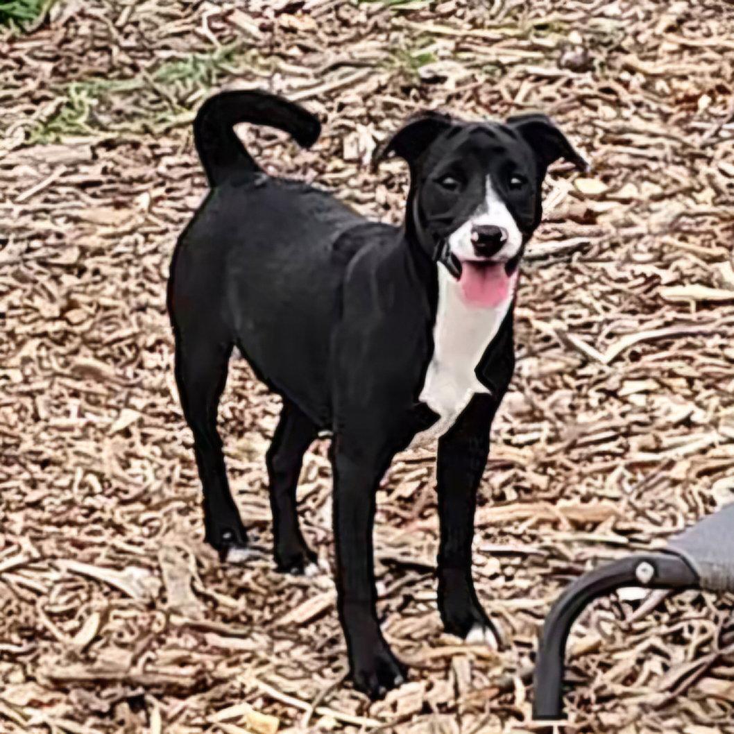 Regina, a Adoptable mixed breed in Ringwood, NJ image 3/3