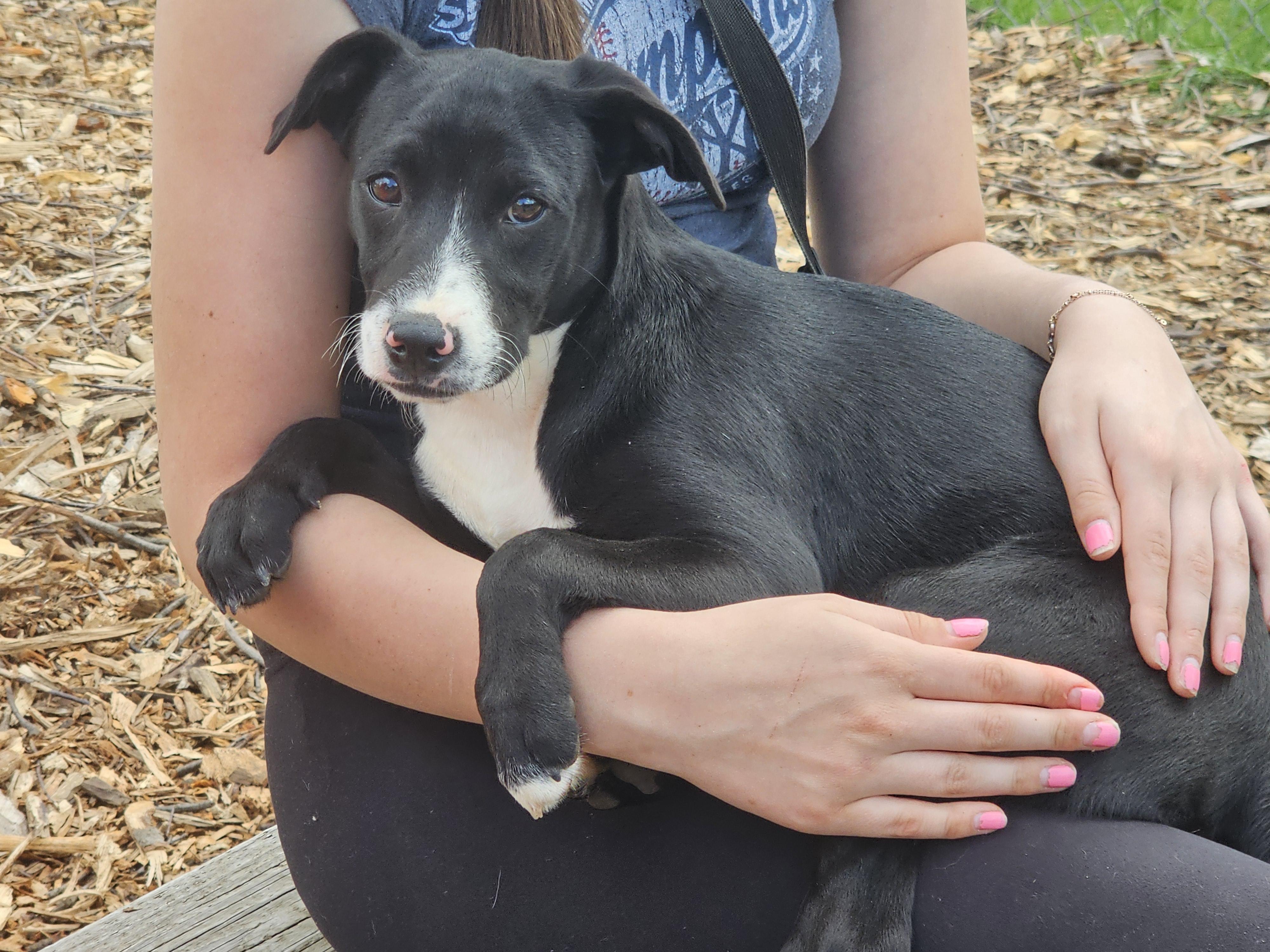Enlarge Regina, a Adoptable mixed breed in Ringwood, NJ image 6/6