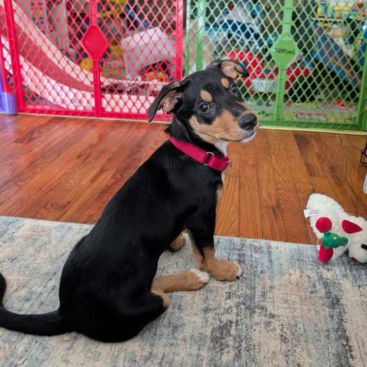 Sprinkler, Adopted, Puppy Female Australian Kelpie & Corgi.