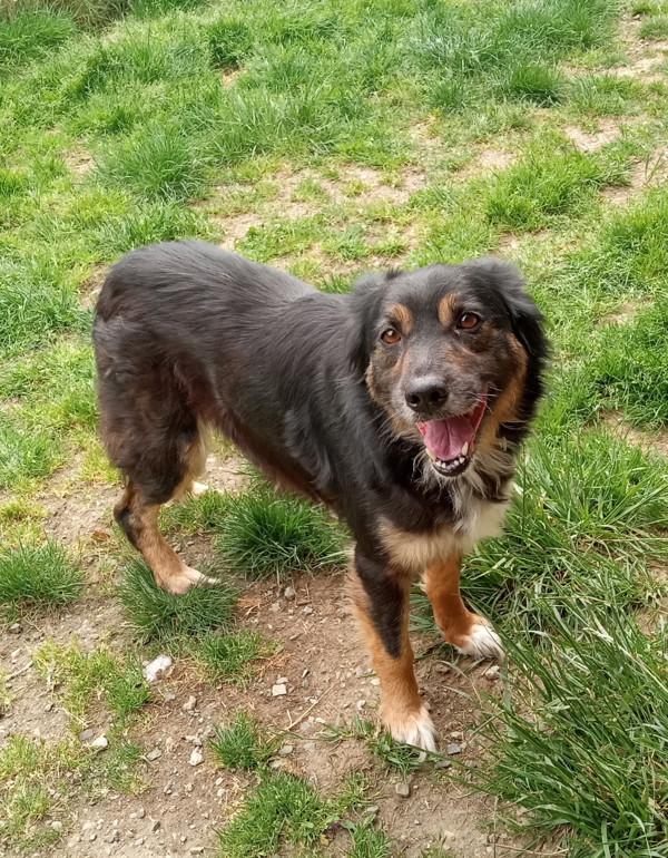 Houdini, Adoptable, Adult Female Border Collie & Australian Shepherd.