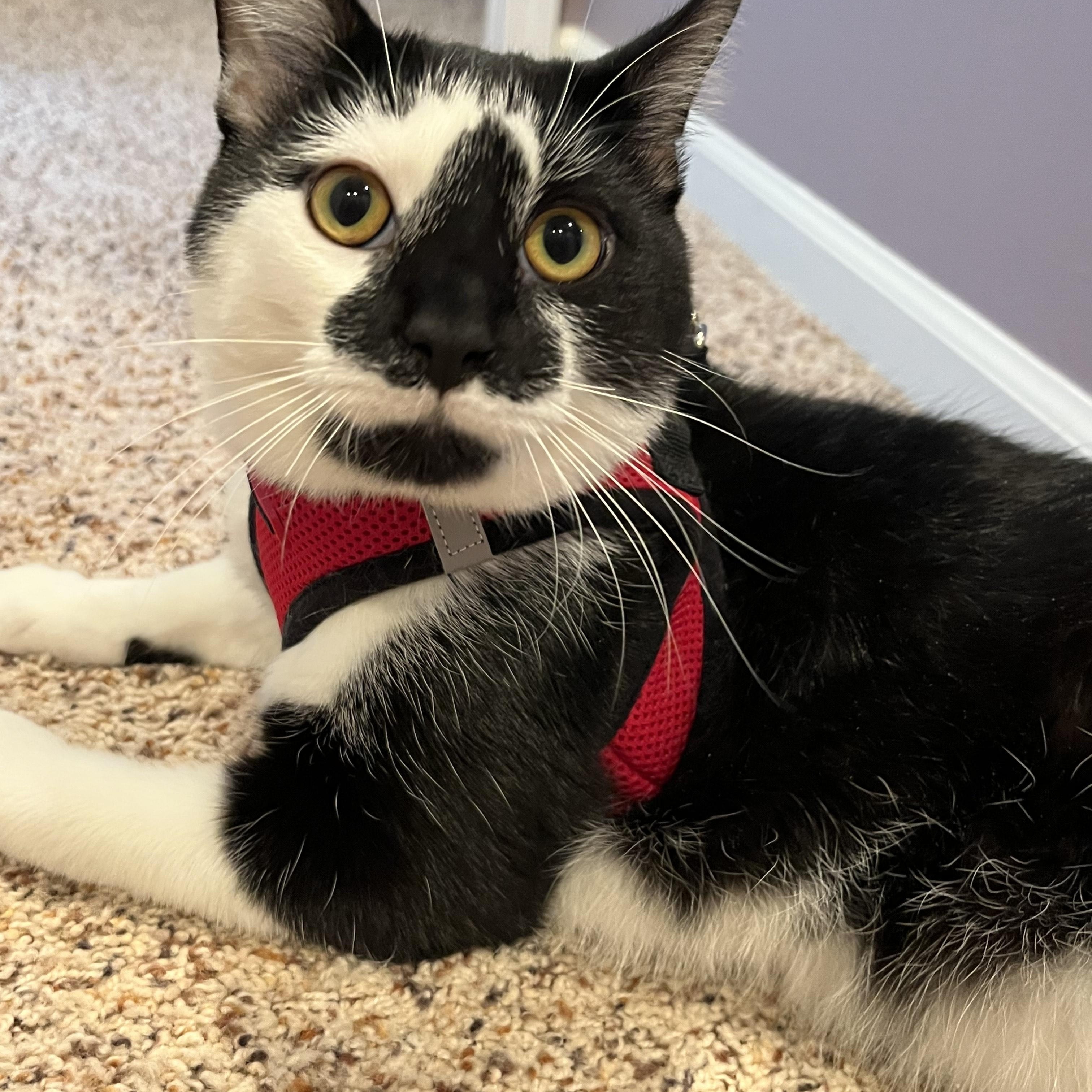 Enlarge Domino, a Adoptable mixed breed in Rochester Hills, MI image 1/2