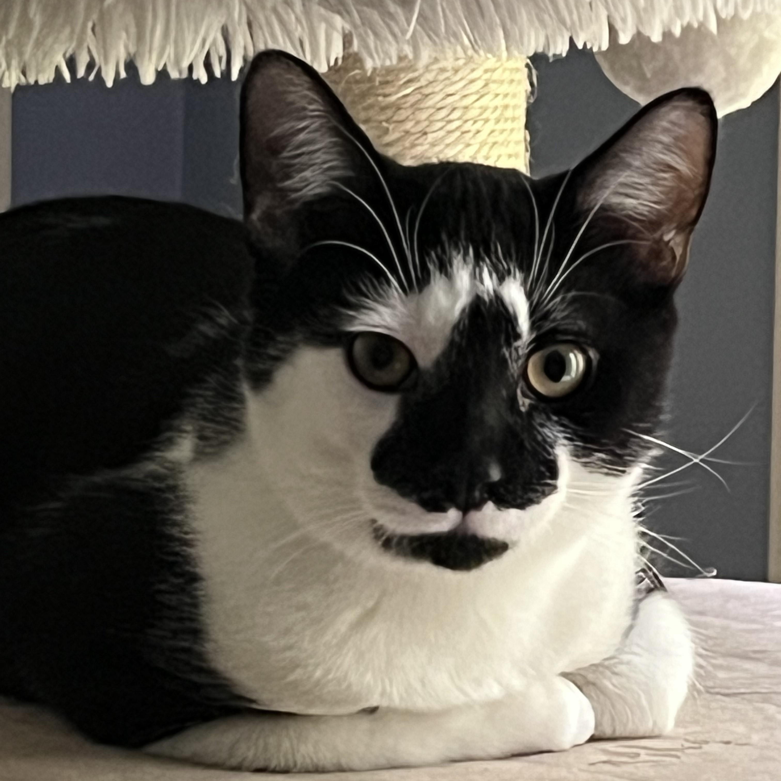 Enlarge Domino, a Adoptable mixed breed in Rochester Hills, MI image 2/2