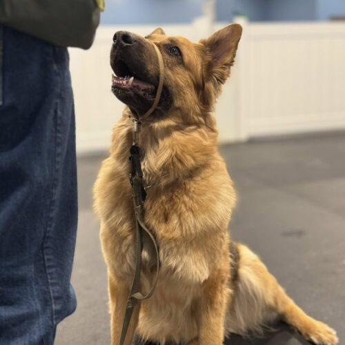 Vida, Adoptable, Senior Female German Shepherd Dog.