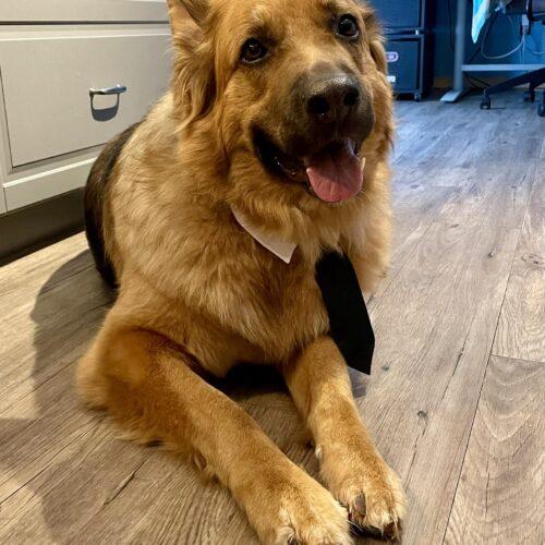 Enlarge Vida, a Adoptable German Shepherd Dog in Hawkestone, ON image 2/6