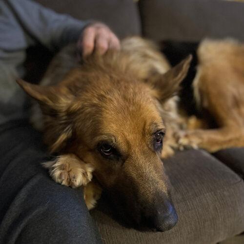 Enlarge Vida, a Adoptable German Shepherd Dog in Hawkestone, ON image 4/6