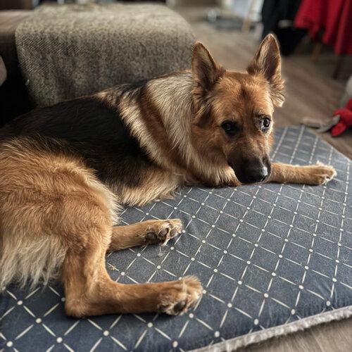Enlarge Vida, a Adoptable German Shepherd Dog in Hawkestone, ON image 5/6