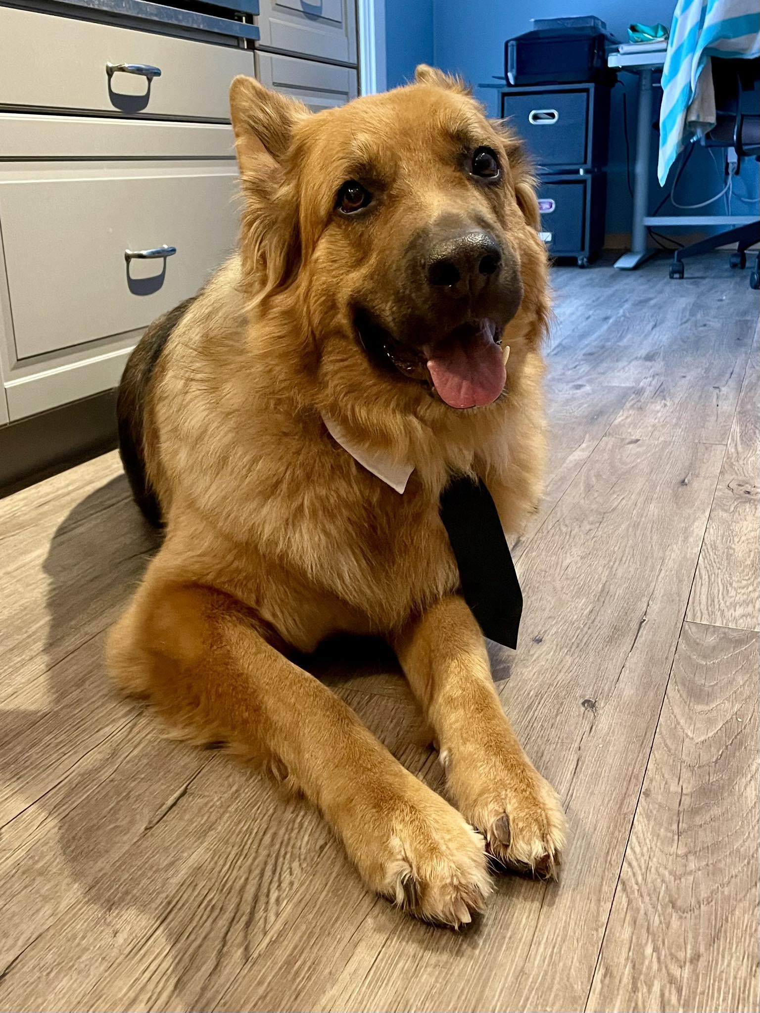 Enlarge Vida, a Adoptable German Shepherd Dog in Hawkestone, ON image 6/6