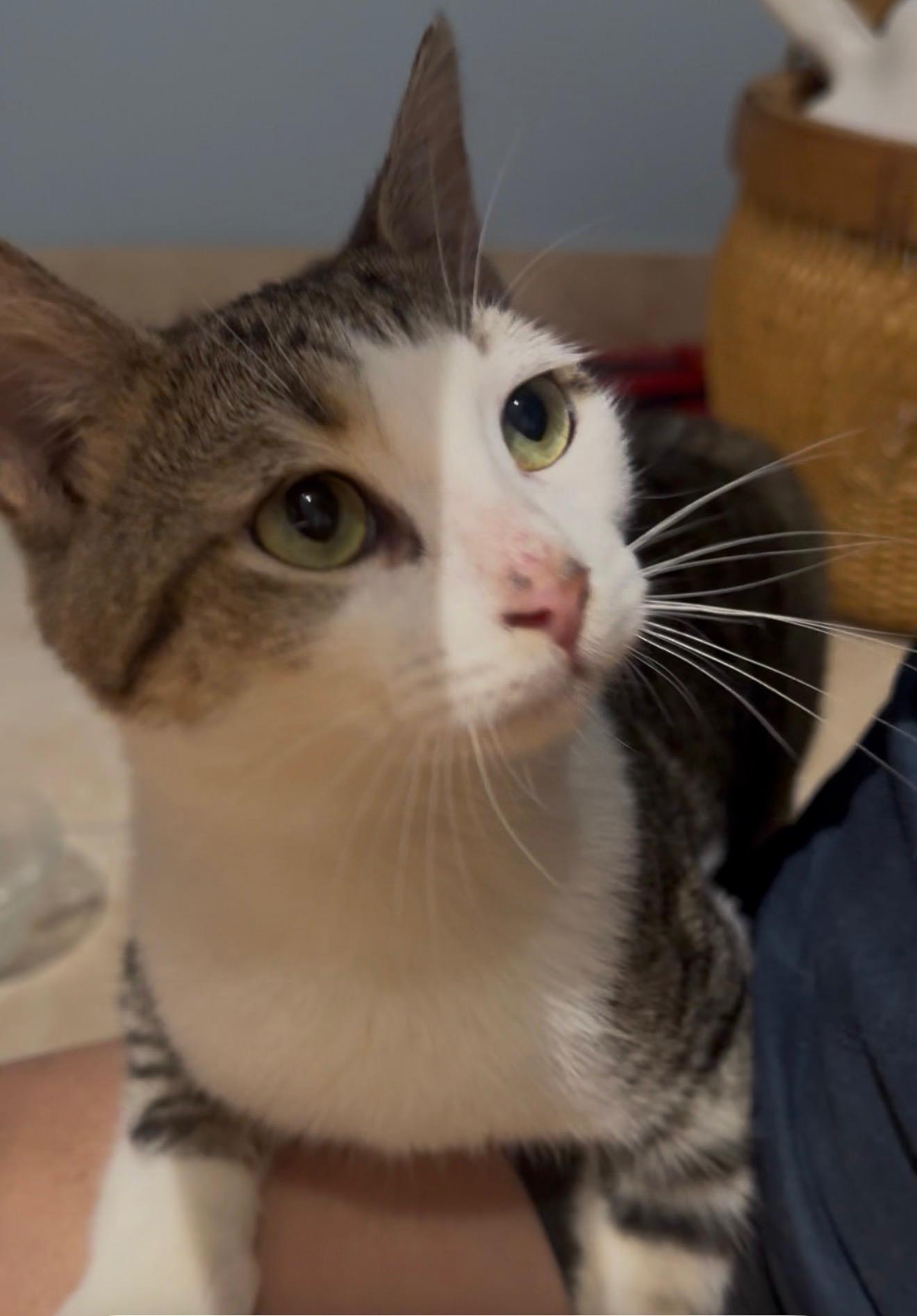 Rudy , ADOPTABLE, Young Male Tabby.
