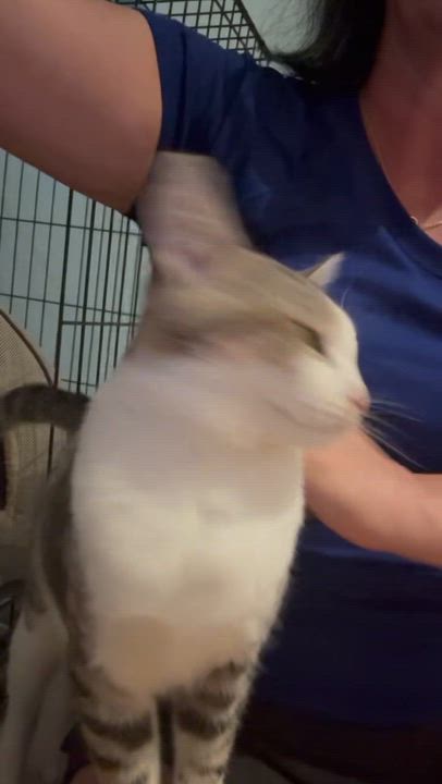 Enlarge Rudy , a ADOPTABLE Tabby in Pompano Beach, FL video 1/2