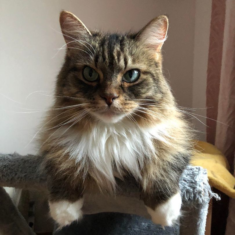 Jenna, Adoptable, Senior Female Tabby & Domestic Medium Hair.