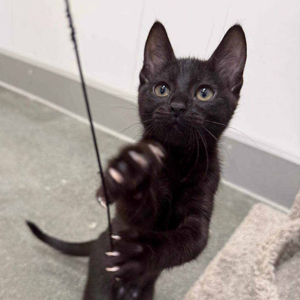Enlarge Squeakers, a Adoptable Domestic Medium Hair in Pleasanton, CA image 1/4