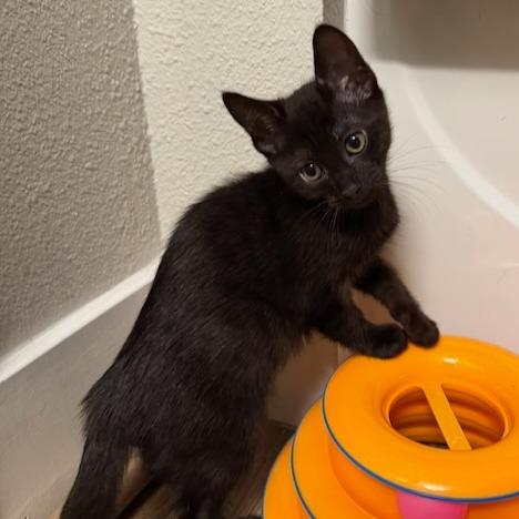 Enlarge Squeakers, a Adoptable Domestic Medium Hair in Pleasanton, CA image 2/4