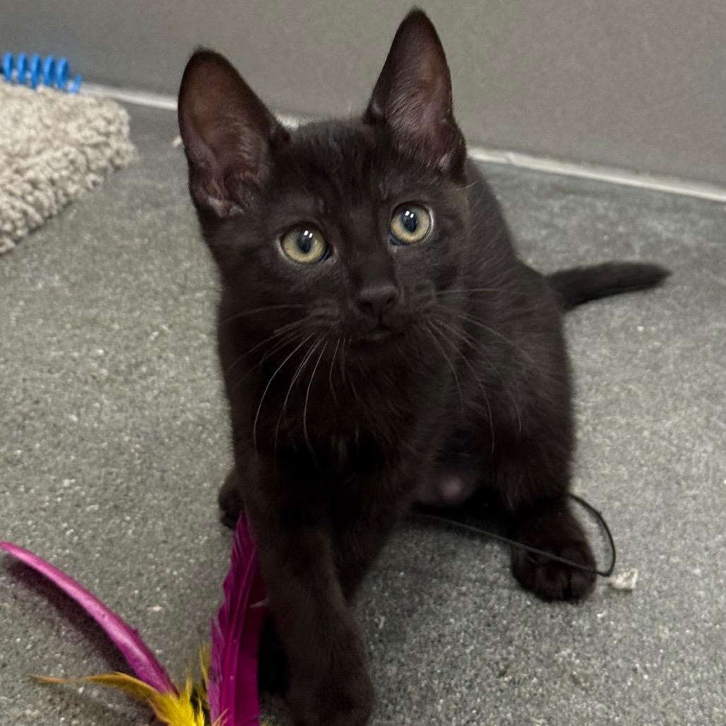 Enlarge Squeakers, a Adoptable Domestic Medium Hair in Pleasanton, CA image 3/4