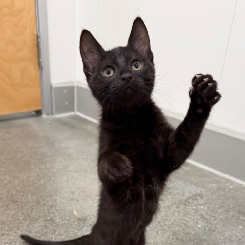 Enlarge Squeakers, a Adoptable Domestic Medium Hair in Pleasanton, CA image 4/4