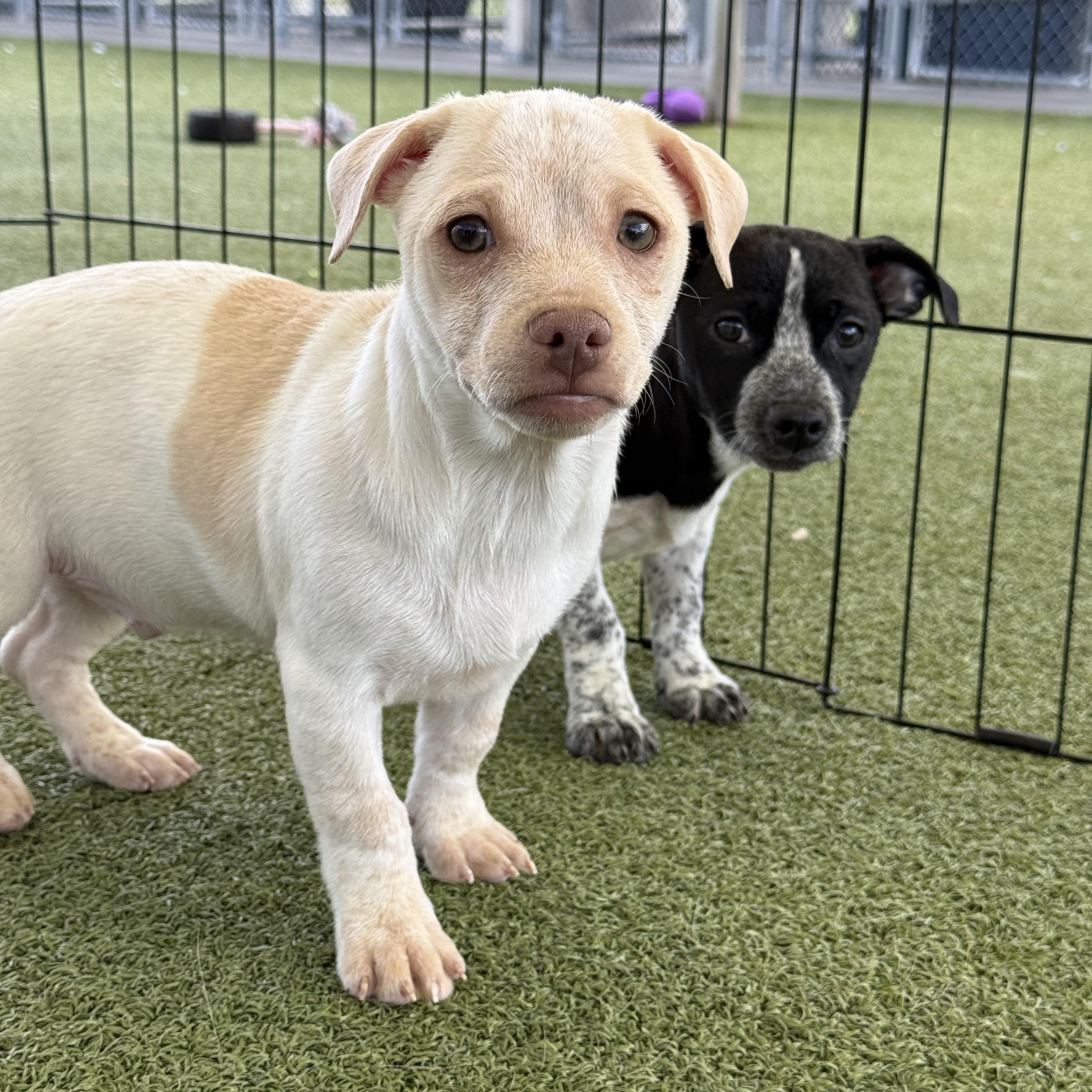 Enlarge Bosley, an adoptable mixed breed in Hays, KS image 2/5