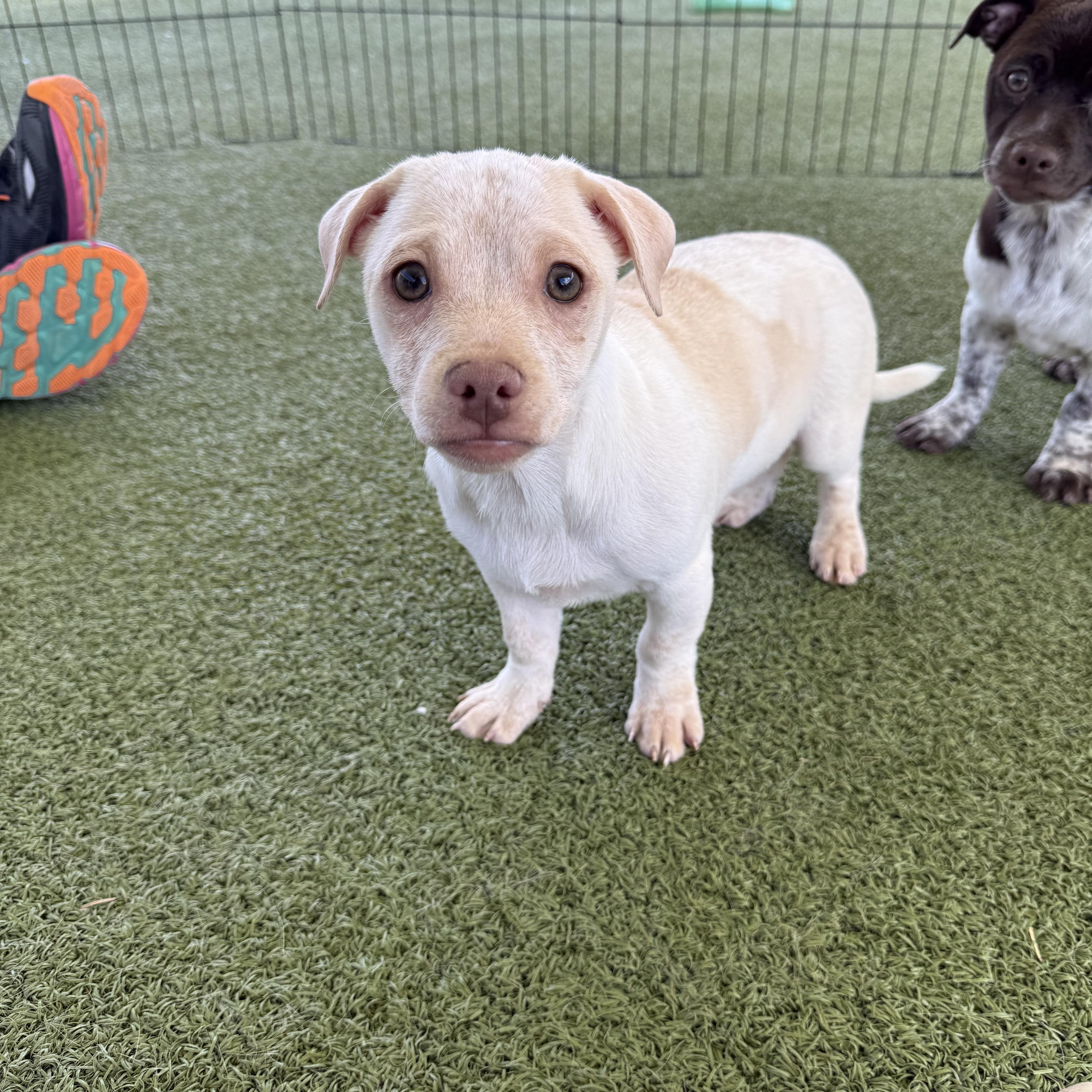 Enlarge Bosley, an adoptable mixed breed in Hays, KS image 1/5