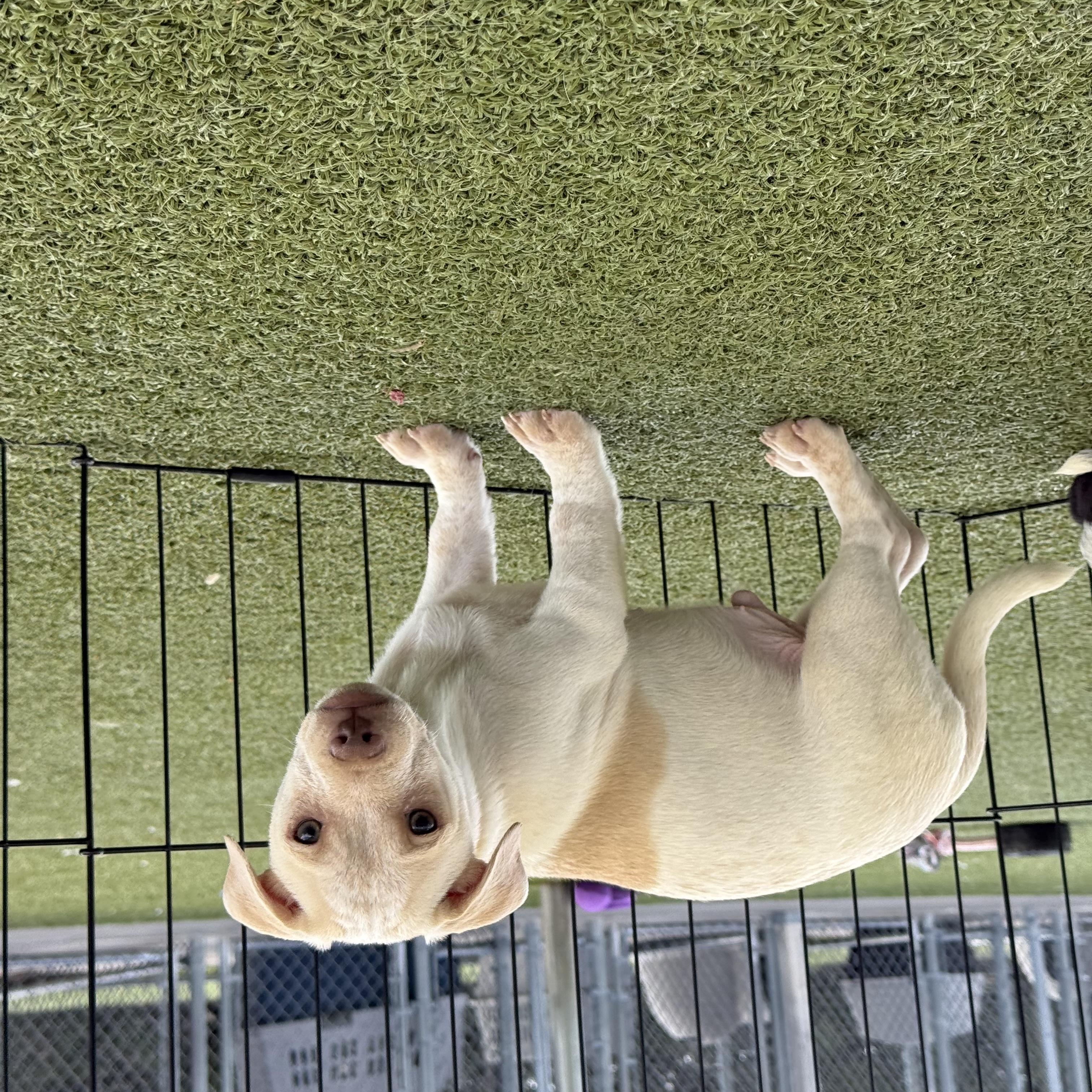 Enlarge Bosley, an adoptable mixed breed in Hays, KS image 3/5