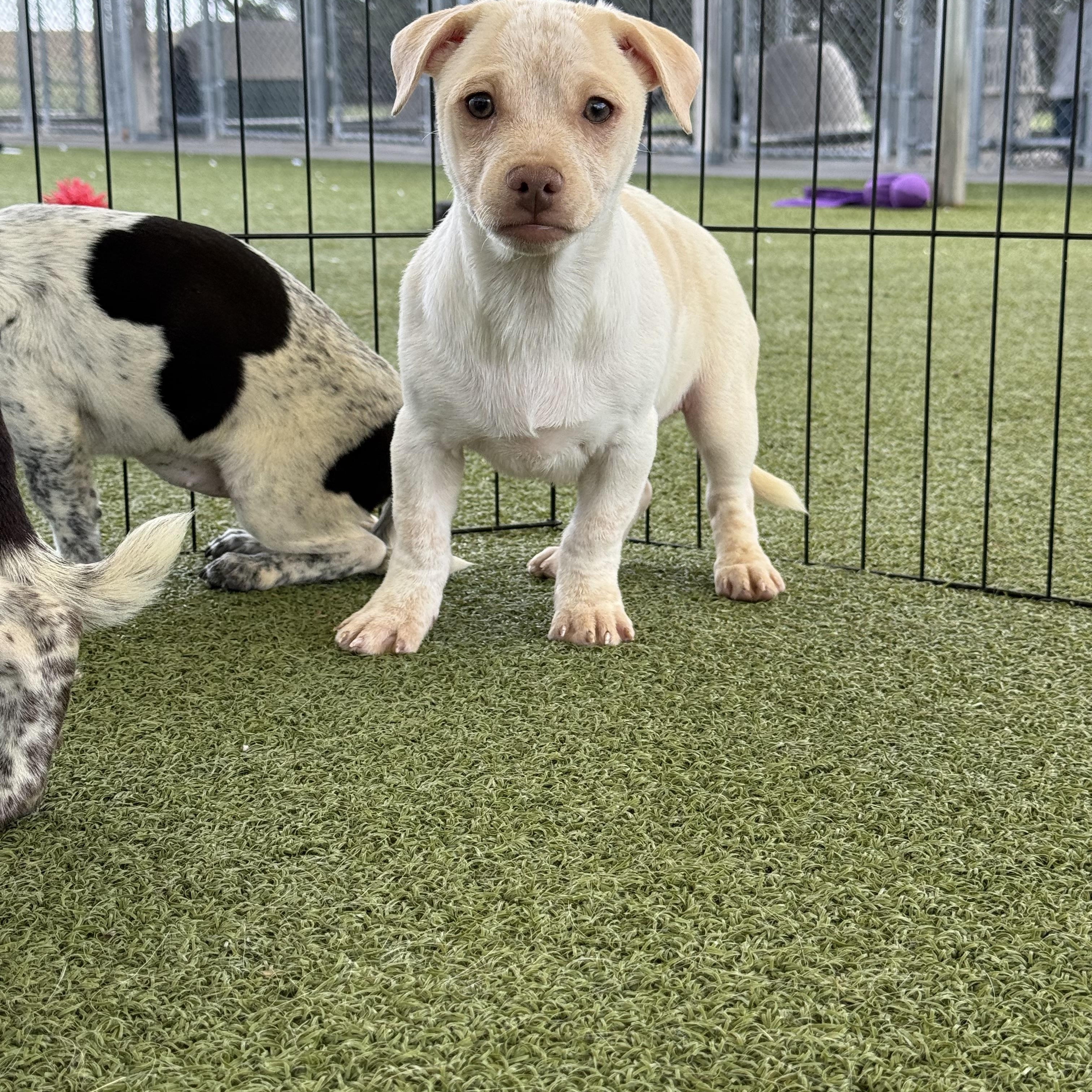 Enlarge Bosley, an adoptable mixed breed in Hays, KS image 4/5