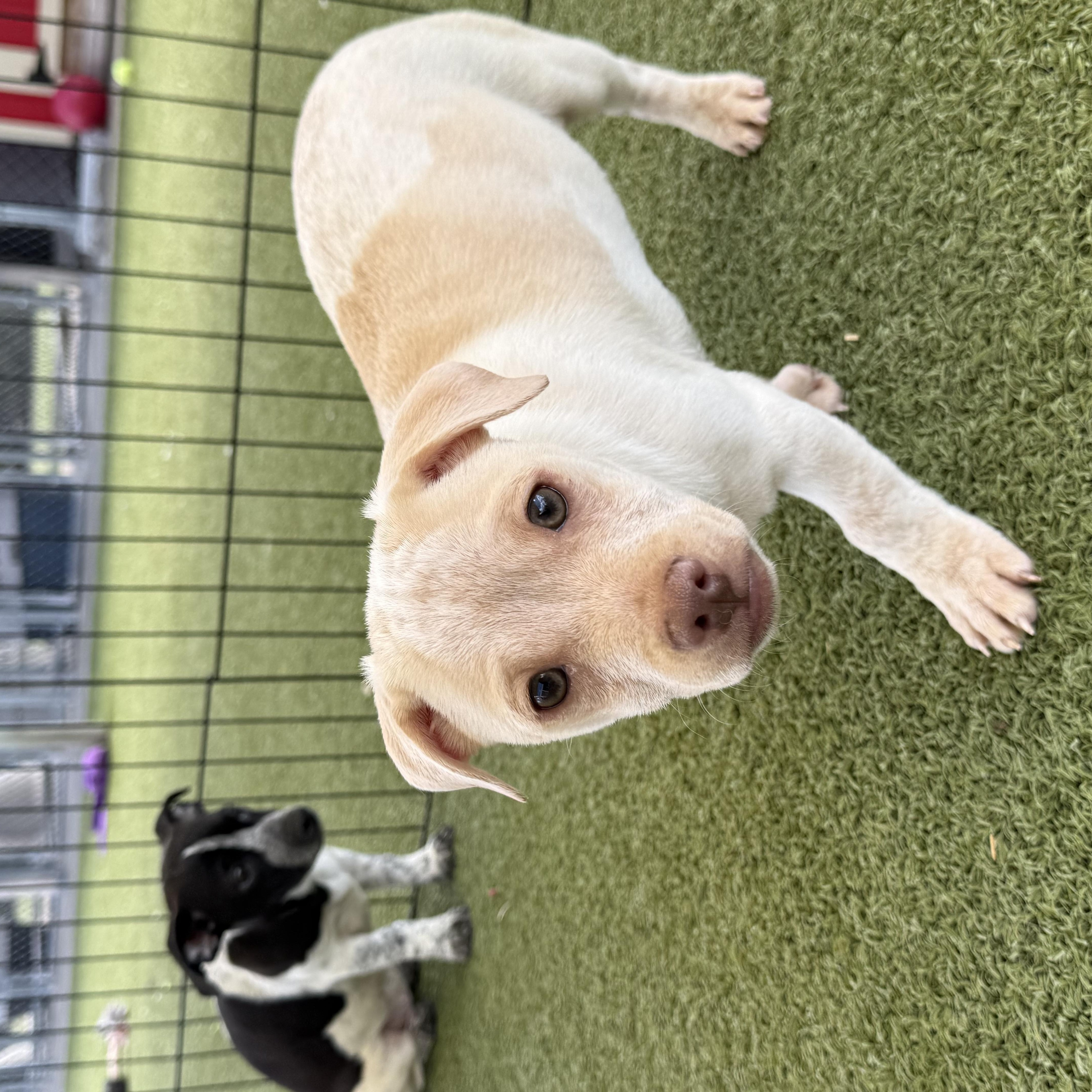 Enlarge Bosley, an adoptable mixed breed in Hays, KS image 5/5