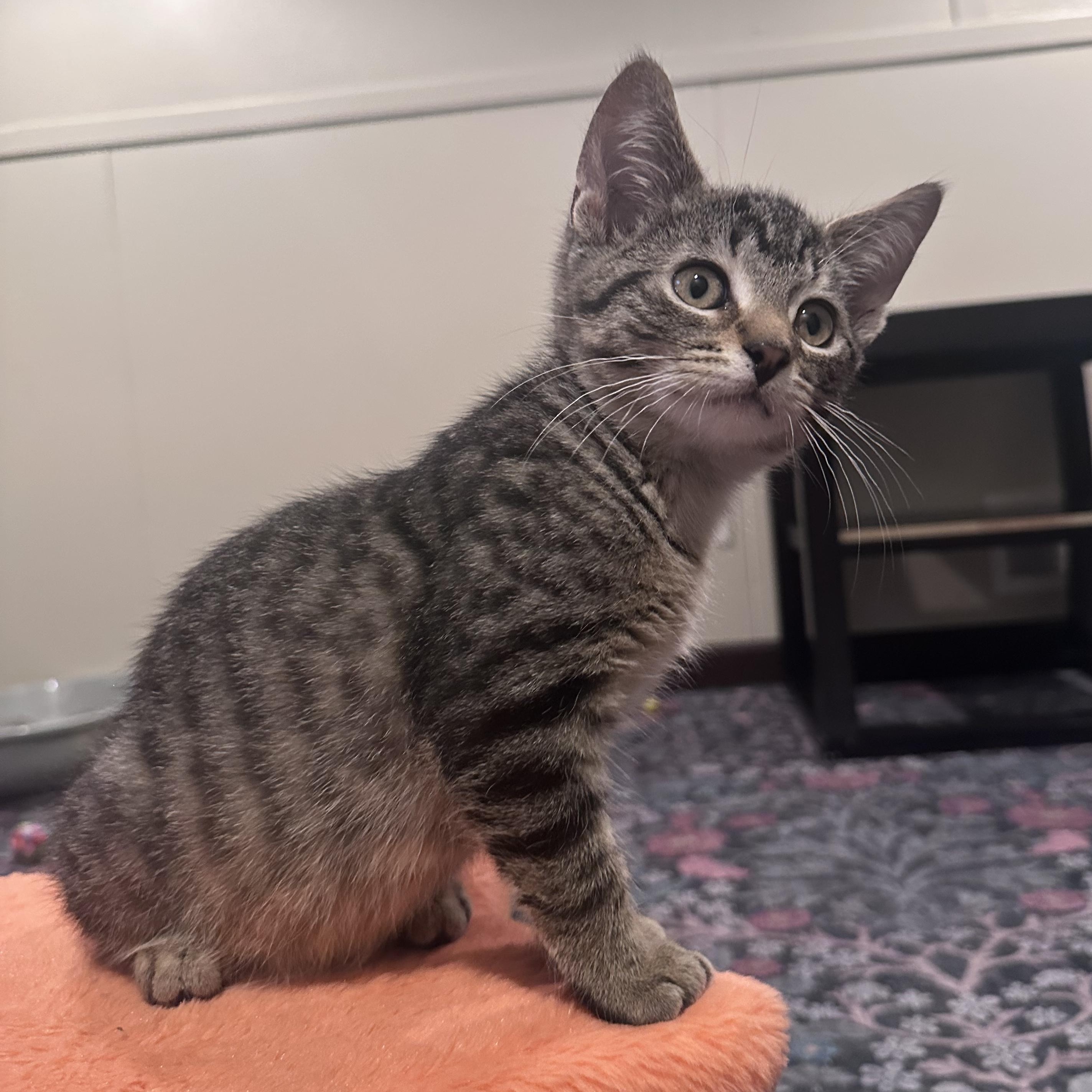 Logan, Adoptable, Kitten Male Tabby & Domestic Short Hair.
