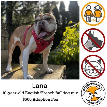 LANA, a Adoptable mixed breed image 1/4