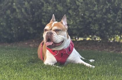 LANA, a Adoptable mixed breed image 4/4