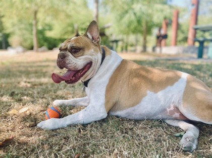 LANA, a Adoptable mixed breed image 3/4