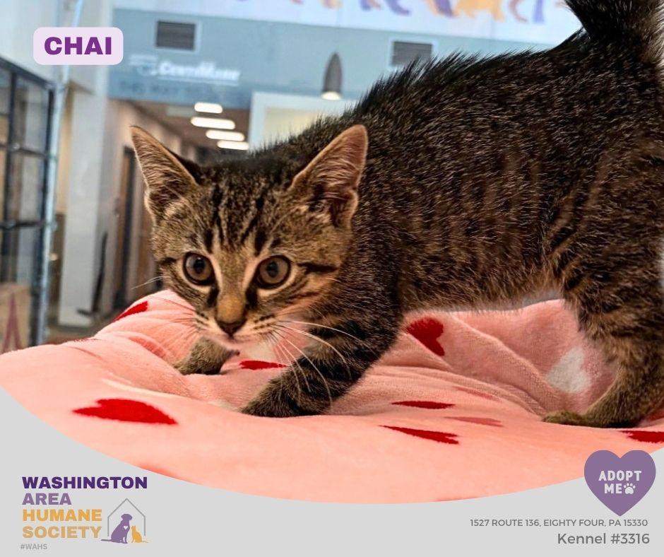 Chai, Adopted, Kitten Female Domestic Short Hair.